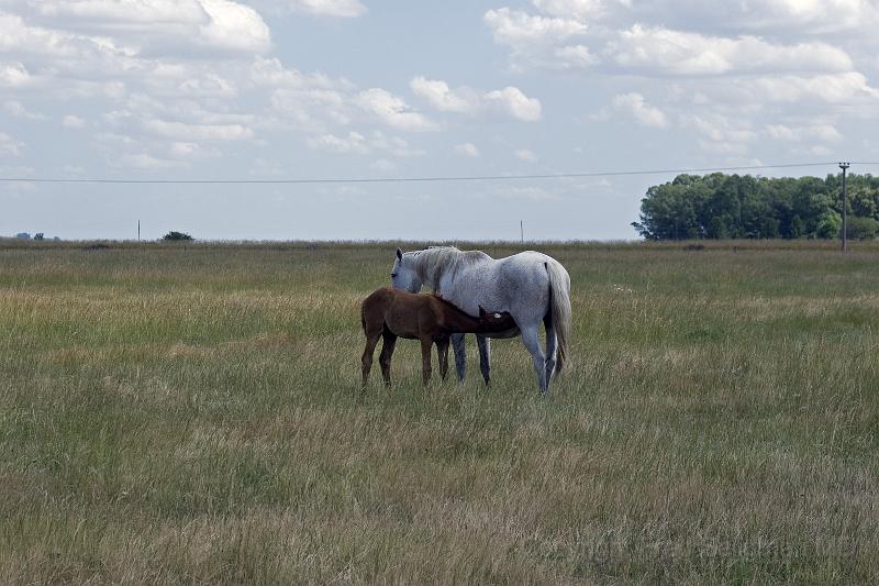 20071202_152241 D200 4000x2667.jpg - Estancia San Mateo